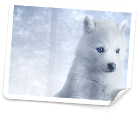 betsafe casino bonus