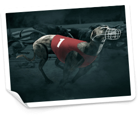 bethard casino free spins